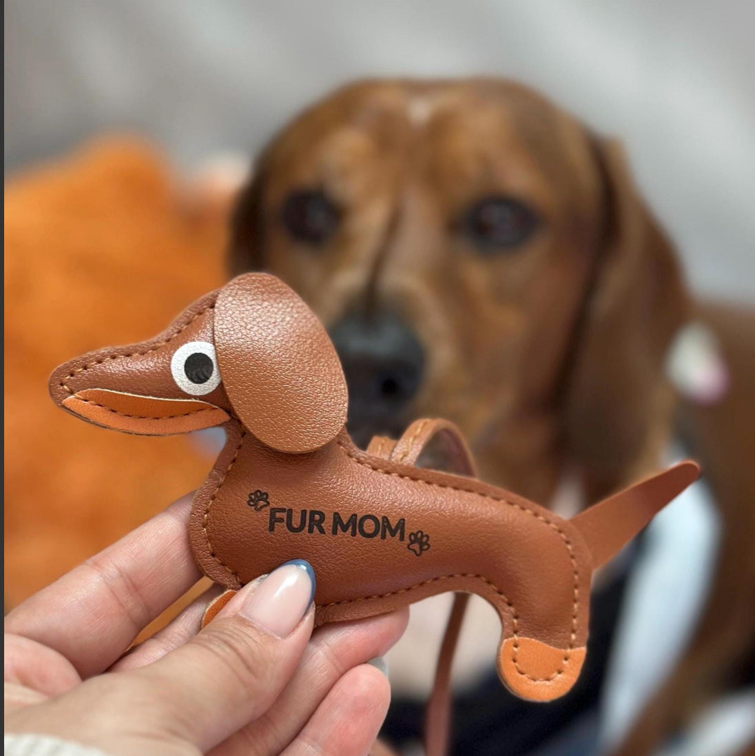 Doxie charm